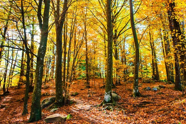 Magnifique Paysage Automne Dans Parc Naturel Montseny Barcelone Espagne — Photo