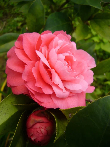 Svislý Detailní Záběr Růžové Kamélie Růže — Stock fotografie