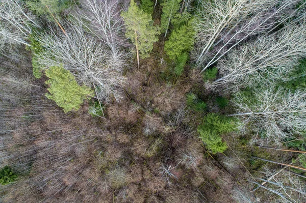 Αεροφωτογραφία Πυκνού Δάσους Γυμνά Φθινοπωρινά Δέντρα Και Πεσμένα Φύλλα Στο — Φωτογραφία Αρχείου