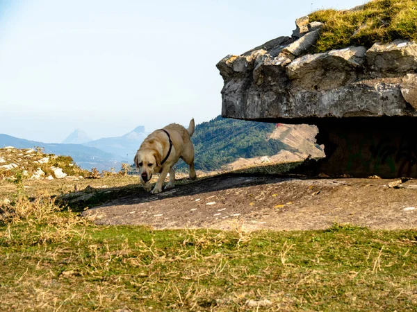 Собака Рядом Бункером Пулемётным Гнездом Береговой Обороне Бильбао Испания — стоковое фото