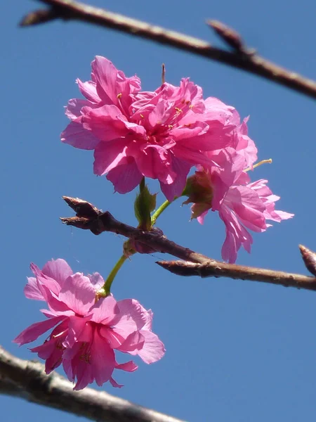 Eine Selektive Fokusaufnahme Schöner Kirschblüten Sonnenlicht — Stockfoto