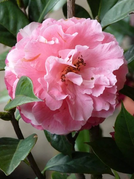 Крупним Планом Камелія Японська Красива Рожева Квітка Фоні Листя — стокове фото