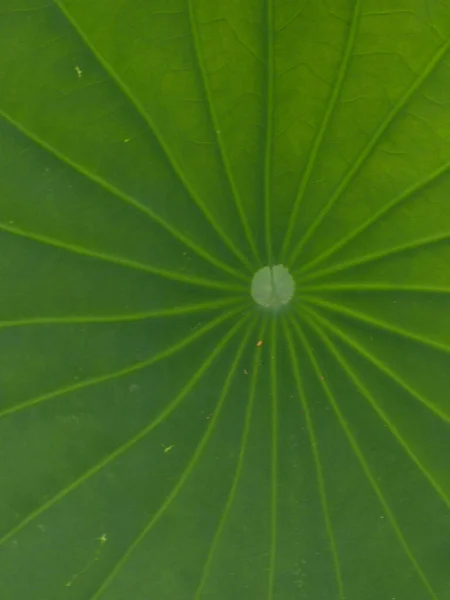 新緑の蓮の葉のマクロ撮影 — ストック写真