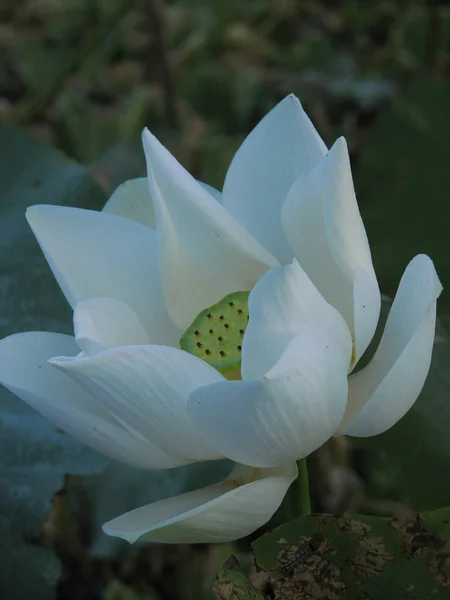 Een Verticaal Schot Van Witte Lotus Bloem — Stockfoto