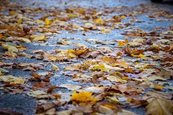 Zbliżenie Ujęcie Kolorowych Jesiennych Liści Ziemi — Zdjęcie stockowe
