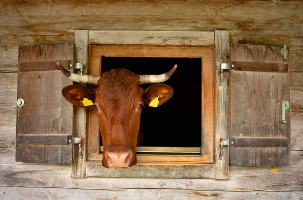 Vaca Marrom Olhando Através Janela Madeira Estábulo Alpino Alpes Bávaros — Fotografia de Stock