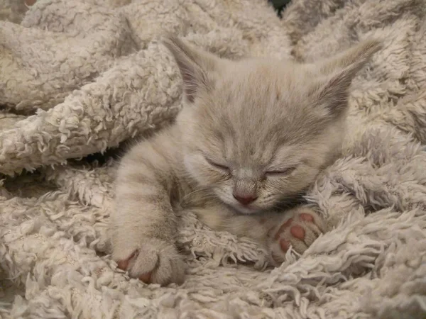 Μια Χαριτωμένη Κοκκινομάλλα Γάτα Μάτια Κλειστά Αναπαύεται Μια Χνουδωτή Κουβέρτα — Φωτογραφία Αρχείου