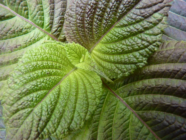 Selective Focus Shot Fresh Foliage Perilla Plant — Stock Photo, Image