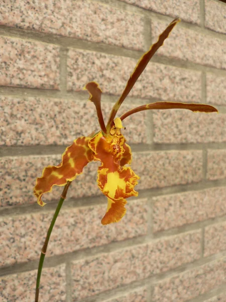 Eine Selektive Fokusaufnahme Der Schönen Psychopsis Orchidee — Stockfoto