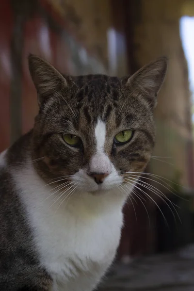 Gato Doméstico Branco Marrom Sério Jardim — Fotografia de Stock