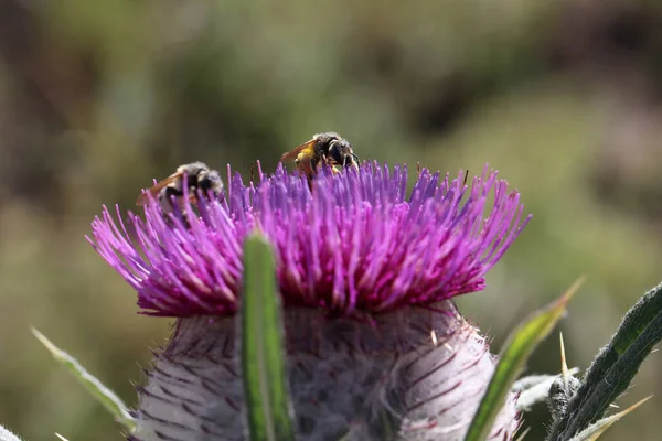 Selective Focus Shot Two Bumblebees Collecting Nectar Purple Flowers — Stock Photo, Image