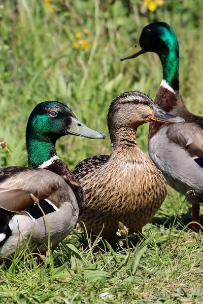 Tiro Vertical Patos Reais — Fotografia de Stock