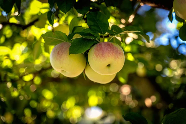열매가 사과나무 가지를 선택적으로 초점을 맞추는 — 스톡 사진