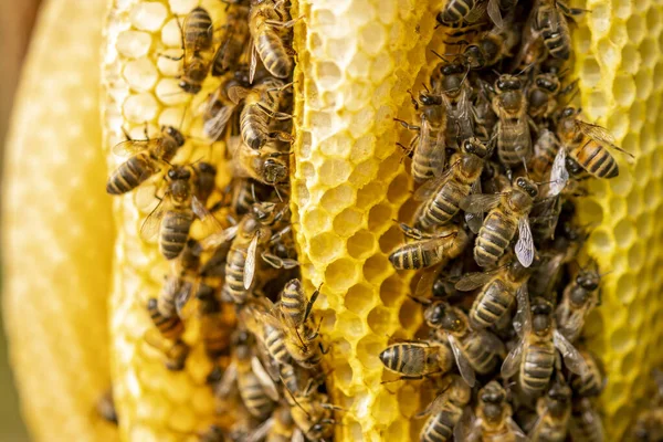 Plaster Miodu Dzikim Apis Mellifera Carnica Lub Europejskie Pszczoły Miodne — Zdjęcie stockowe