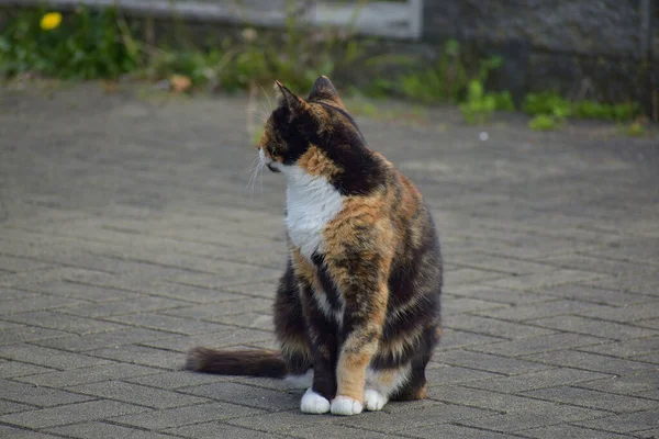 Roztomilý Tricolor Calico Kočka Sedí Zemi — Stock fotografie