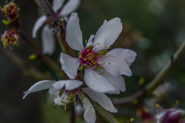 Gros Plan Jolies Fleurs Sur Les Branches Des Arbres — Photo