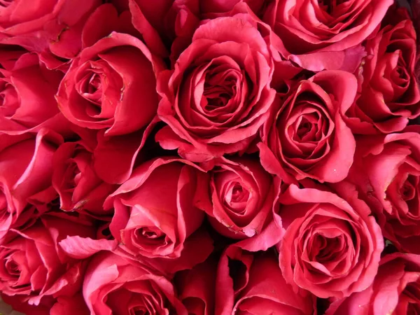 Ένα Κοντινό Πλάνο Των Όμορφων Ροζ Τριαντάφυλλων — Φωτογραφία Αρχείου