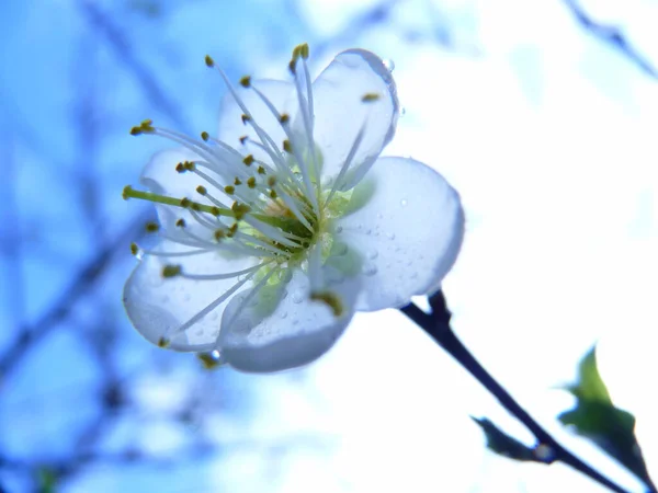 Вибірковий Фокус Фотографії Красивих Сливових Квітів Вдень — стокове фото