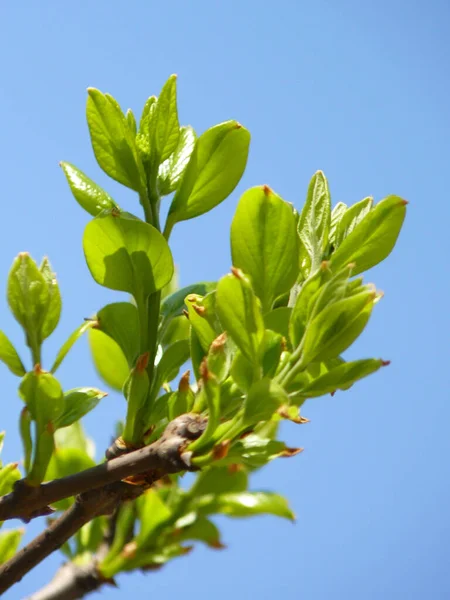 Pionowe Ujęcie Chińskiego Fringe Tree Niebieskim Tle — Zdjęcie stockowe