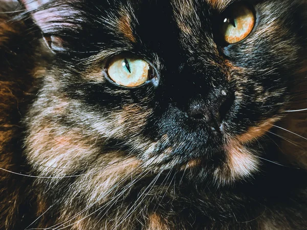 Closeup Shot Cute Tortoiseshell Cat Curious Look — Stock Photo, Image