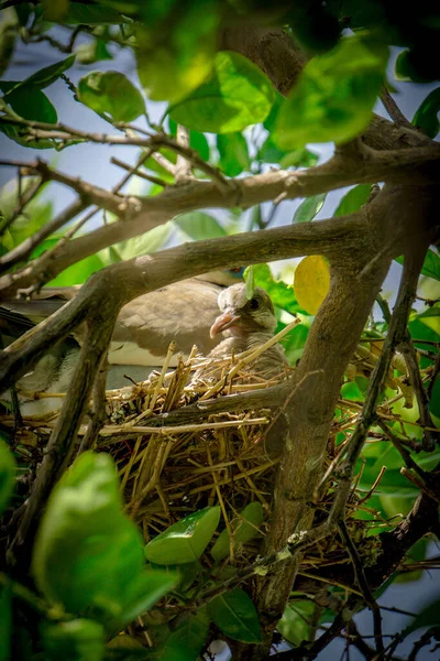 Eine Selektive Fokusaufnahme Eines Kleinen Vogels Nest — Stockfoto