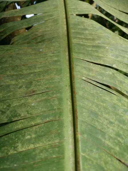 Close Vertical Uma Folha Verde Tropical — Fotografia de Stock