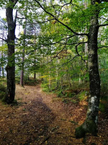 Widok Chodnika Wraz Drzewami Roślinami Lesie Larvik Norwegia — Zdjęcie stockowe