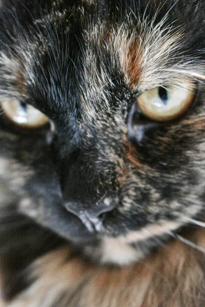 Een Close Shot Van Een Schattige Schildpad Kat Met Een — Stockfoto