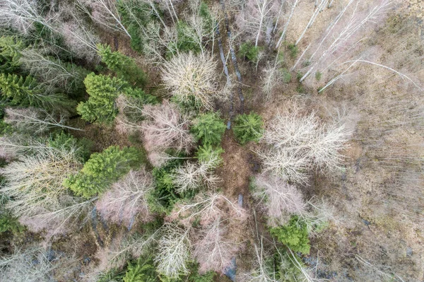 Uma Vista Aérea Uma Floresta Densa Com Árvores Outono Profundas — Fotografia de Stock