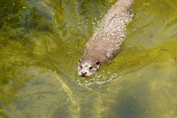 Een Close Shot Van Een Canadese Otter — Stockfoto