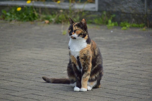 Gato Bonito Tricolor Calico Sentado Chão — Fotografia de Stock