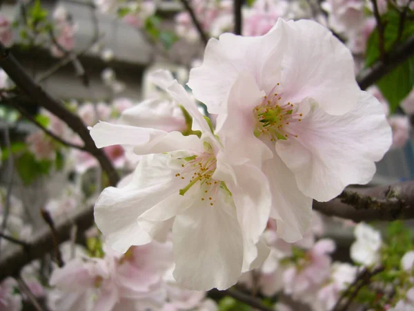 Захоплюючий Знімок Яблуні Розквіті — стокове фото