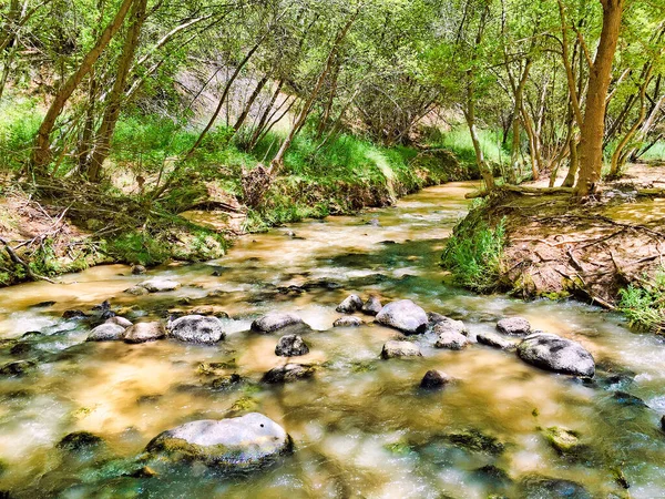 Riacho Com Pedras Uma Floresta — Fotografia de Stock