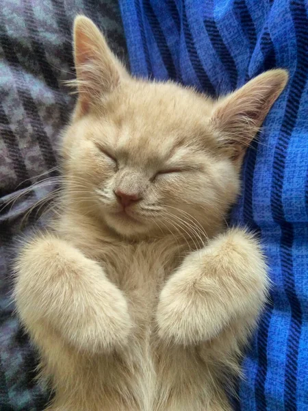 Lindo Gato Jengibre Con Los Ojos Cerrados Descansando Sobre Almohadas — Foto de Stock