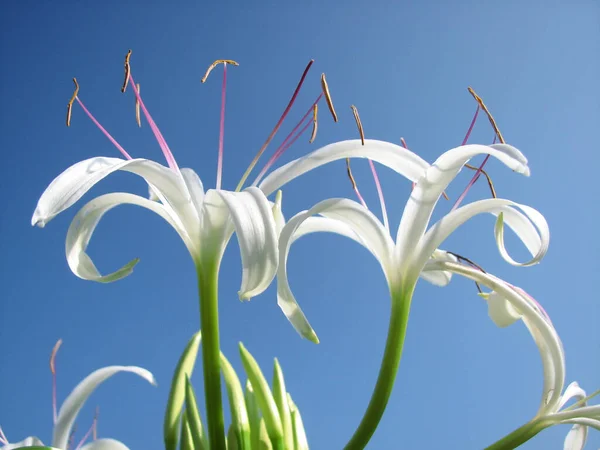 Tiro Ángulo Bajo Hermosos Lirios Blancos Bajo Luz Del Sol —  Fotos de Stock