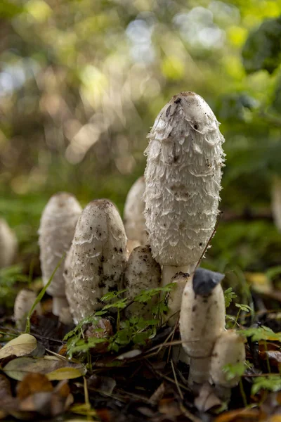 Miniatűr Táj Fiatal Coprinus Comatus Vagy Bozontos Tintasapka Gomba Őszi — Stock Fotó