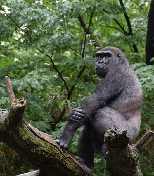 Gros Plan Gorille Assis Sur Une Branche Arbre — Photo