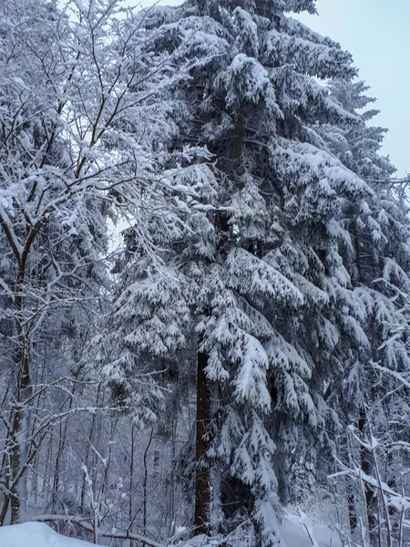 Uma Bela Foto Árvores Cobertas Neve Durante Inverno Sandberg Alemanha — Fotografia de Stock