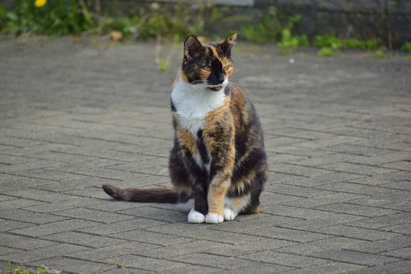 Gato Bonito Tricolor Calico Sentado Chão — Fotografia de Stock