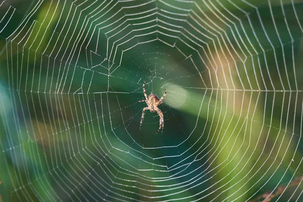 Ağındaki Çapraz Örümceğin Yakın Çekim Görüntüsü — Stok fotoğraf