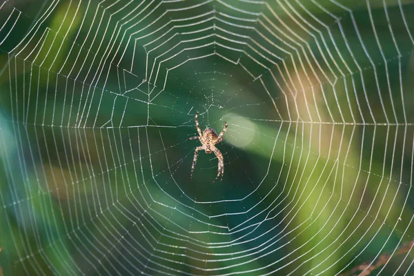 網の中のクロスパイダーのクローズアップ — ストック写真