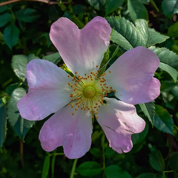 Ένα Κοντινό Πλάνο Ενός Ροζ Λουλουδιού Στο Φως Της Ημέρας — Φωτογραφία Αρχείου