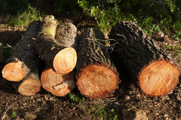 Eine Nahaufnahme Von Einem Haufen Baumstämme — Stockfoto