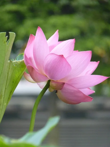 Eine Nahaufnahme Von Schönen Rosa Lotus Umgeben Von Viel Grün — Stockfoto