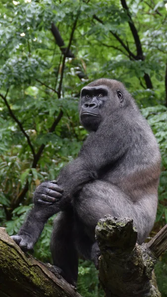 Ağaç Dalında Oturan Bir Gorilin Dikey Görüntüsü — Stok fotoğraf