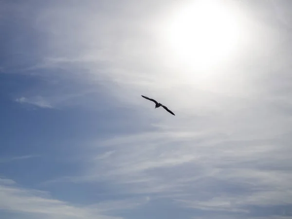 Ein Vogel Fliegt Hoch Unter Dem Wolkenverhangenen Himmel — Stockfoto