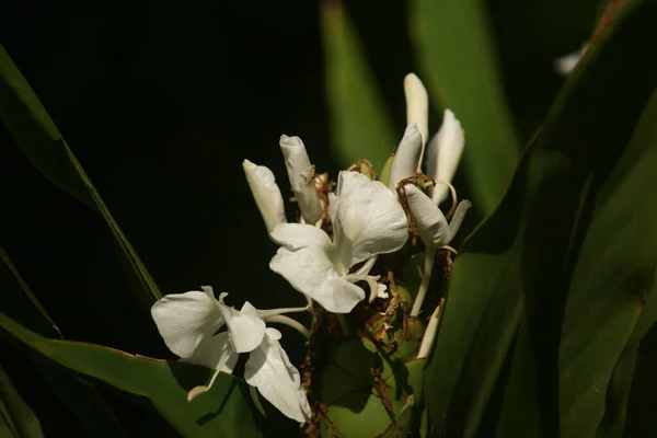 Closeup Shot White Mariposa Flowers — Stock Photo, Image