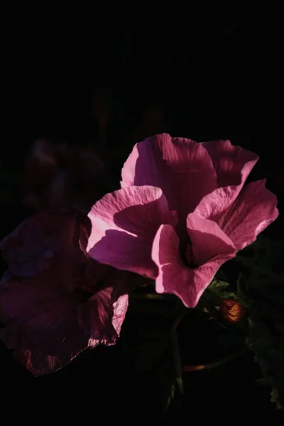 Plano Vertical Flor Hibisco Rosa Sobre Fondo Borroso —  Fotos de Stock