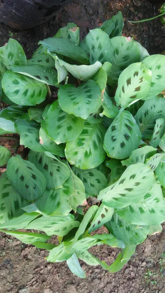 Tiro Ângulo Alto Uma Planta Que Cresce Jardim — Fotografia de Stock