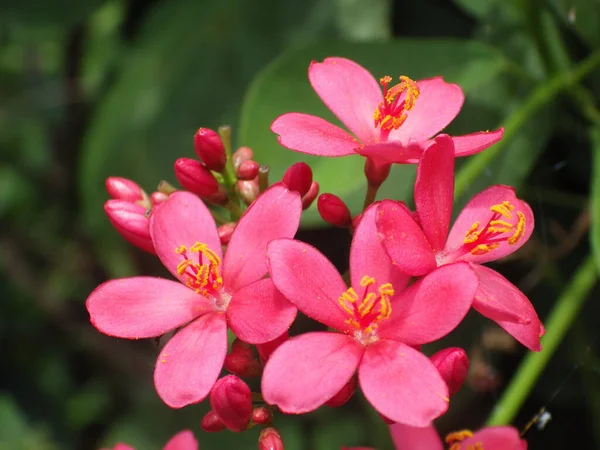 Tiro Foco Seletivo Belas Flores Inteiras Rosa Jatropha — Fotografia de Stock